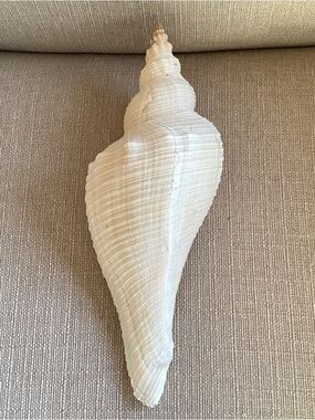 Extinct Horse Conch Ancestor Triplofusus Acmaensis 13” Rare?